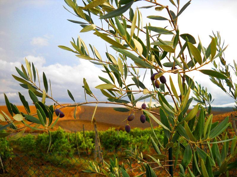 Il Canto Del Sole Monteroni d'Arbia Exterior photo